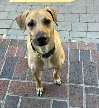 Rescue Whippet and Labrador Retriever Dogs for Adoption in Columbia, Maryland - Petra | PetCurious