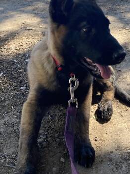 Zora- located in AZ -  Belgian Shepherd Malinois Dog for Adoption in Imlay City, Michigan - Zora- Located In AZ | PetCurious