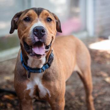 Sentry -  Pit Bull Terrier Dog for Adoption in Martinez, California - Sentry | PetCurious