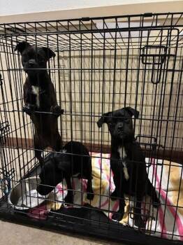 Roly Poly -  Pug Dog for Adoption in Austin, Texas - Roly Poly | PetCurious
