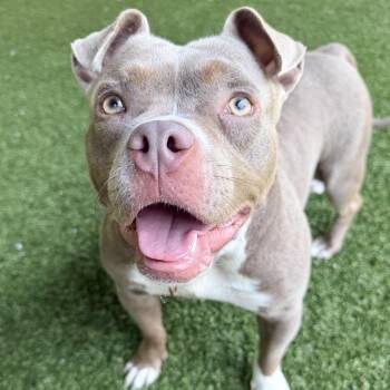 Zena -  American Staffordshire Terrier Dog for Adoption in Eatontown, New Jersey - Zena | PetCurious