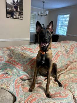 Voss - Located in Georgia -  Belgian Shepherd Malinois Dog for Adoption in Imlay City, Michigan - Voss - Located In Georgia | PetCurious
