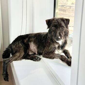 Days of Being Wild -  Wirehaired Terrier Dog for Adoption in New York, New York - Days Of Being Wild | PetCurious
