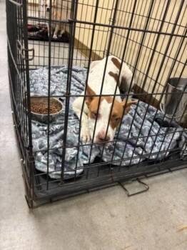 SPENCER -  Pit Bull Terrier and Mixed Breed Dog for Adoption in Texas City, Texas - SPENCER | PetCurious