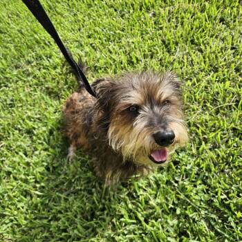 Teddy Bear -  Terrier Dog for Adoption in Lake Jackson, Texas - Teddy Bear | PetCurious
