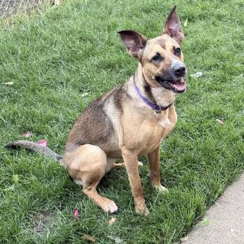 Shilo -  German Shepherd Dog Dog for Adoption in Chicago, Illinois - Shilo | PetCurious