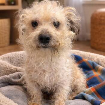 Poodle and Mixed Breed Dogs Available for Adoption in Kyle, Texas - CHARLIE | PetCurious