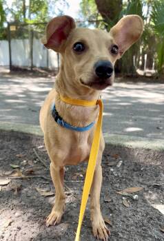 Elvis Presley -  Chihuahua Dog for Adoption in Charleston, South Carolina - Elvis Presley | PetCurious
