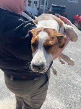 Foxhound and American Bulldog Dogs Available for Adoption - Cookie | PetCurious