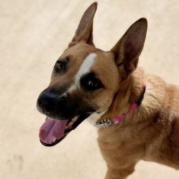 Rescue Terrier Dogs for Adoption in Tipton, Indiana - Zola | PetCurious