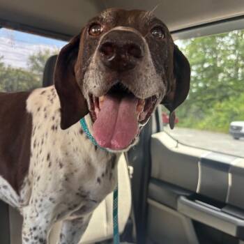 Greta -  German Shorthaired Pointer Dog for Adoption in Cartersville, Georgia - Greta | PetCurious
