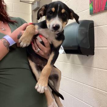 Loki -  Mixed Breed Dog for Adoption in Memphis, Tennessee - Loki | PetCurious