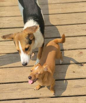 Pheneias -  Beagle Dog for Adoption in Lewis Center, Ohio - Pheneias | PetCurious