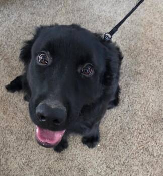 Jack -  Golden Retriever and German Shepherd Dog Dog for Adoption in Thayne, Wyoming - Jack | PetCurious