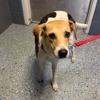 TUSC-Stray-85176 -  Hound and Terrier Dog for Adoption in Tuscaloosa, Alabama - TUSC-Stray-85176 | PetCurious