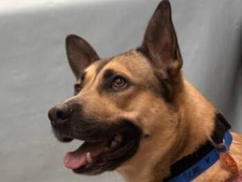 Scar -  Siberian Husky and Mixed Breed Dog for Adoption in Golden Valley, Minnesota - Scar | PetCurious