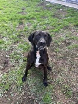 SAM CAMDEN -  Labrador Retriever and Mixed Breed Dog for Adoption in Woodbine, Georgia - SAM CAMDEN | PetCurious