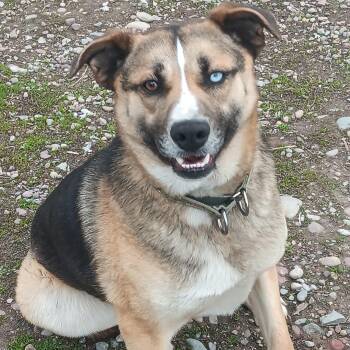 German Shepherd Dog Dogs Available for Adoption in Polson, Montana - Atlas | PetCurious