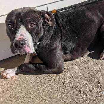 Rescue Pit Bull Terrier Dogs for Adoption in Ravenna, Ohio - 187621 LOOKING FOR OWNER | PetCurious