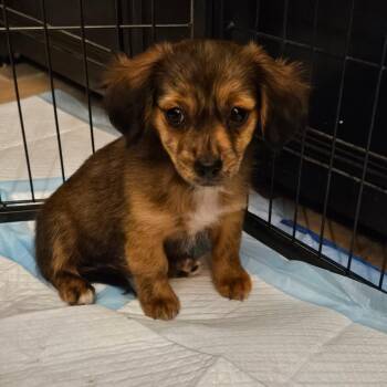 Sasha -  Chihuahua and Pomeranian Dog for Adoption in Lafayette, California - Sasha | PetCurious