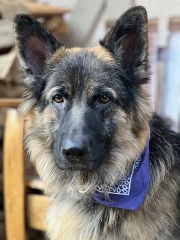 Rescue German Shepherd Dog Dogs for Adoption in Pleasant Hill, California - Pretzel | PetCurious