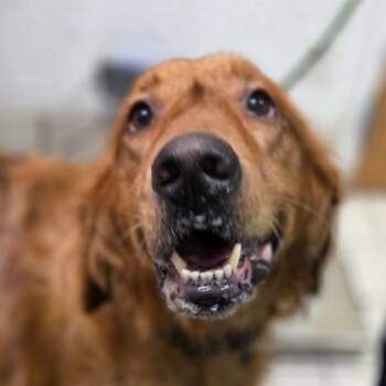 Doug the Dog -  Mixed Breed Dog for Adoption in Charleston, West Virginia - Doug The Dog | PetCurious