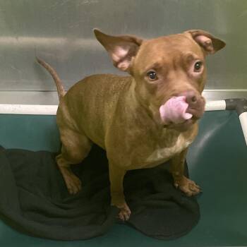 Callisto -  On Stray Hold -  Pit Bull Terrier and Mixed Breed Dog for Adoption in Spokane, Washington - Callisto -  On Stray Hold | PetCurious