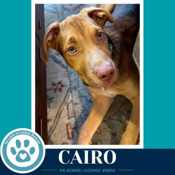 Cairo (Peaks And Pyramids Pups) 062026 -  Shepherd Dog for Adoption in Kimberton, Pennsylvania - Cairo (Peaks And Pyramids Pups) 062026 | PetCurious