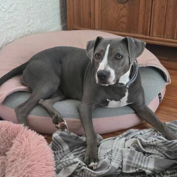 Jewel -  Mixed Breed Dog for Adoption in Broken Arrow, Oklahoma - Jewel | PetCurious