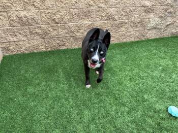 Rescue Pit Bull Terrier and Siberian Husky Dogs for Adoption in San Marcos, California - URGENT! SAVE ME PLEASE! Stormie -ID#A545130 | PetCurious