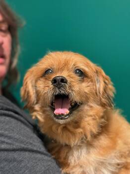 Pekingese and Miniature Poodle Dogs Available for Adoption in Blue Springs, Missouri - Prince | PetCurious