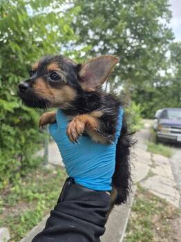 NINITA -  Terrier Dog for Adoption in San Antonio, Texas - NINITA | PetCurious
