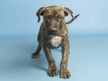 CINEMA -  Mastiff Dog for Adoption in Phoenix, Arizona - CINEMA | PetCurious