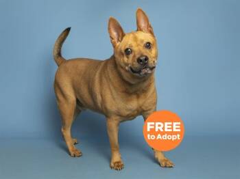 Australian Kelpie and Mixed Breed Dogs Available for Adoption in Phoenix, Arizona - BOGY | PetCurious