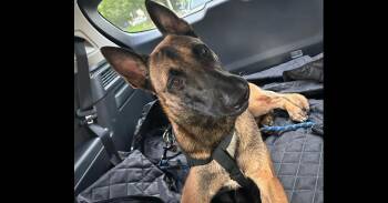 Belgian Shepherd Malinois Dogs Available for Adoption - Rocky | PetCurious