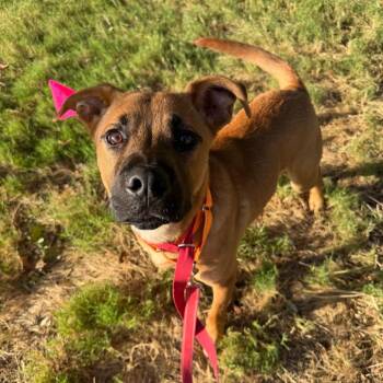 Dreamwork -  Labrador Retriever and Mixed Breed Dog for Adoption in San Antonio, Texas - Dreamwork | PetCurious