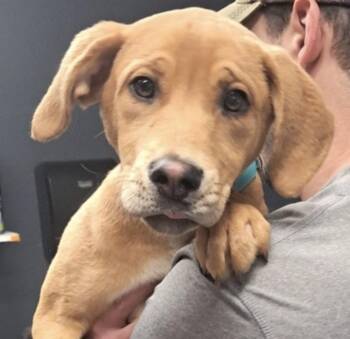 Labrador Retriever Dogs Available for Adoption in Hollister, Missouri - Caribou | PetCurious
