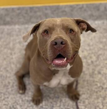 Titan -  Pit Bull Terrier Dog for Adoption in Golden, Colorado - Titan | PetCurious