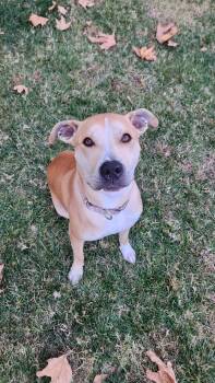 Rescue Labrador Retriever and Staffordshire Bull Terrier Dogs for Adoption in Santa Monica, California - Gracie | PetCurious