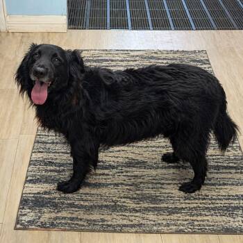 Retriever Dogs Available for Adoption in Plain City, Ohio - Django | PetCurious