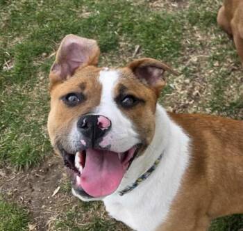 Pit Bull Terrier Dogs Available for Adoption in Westland, Michigan - Dodger | PetCurious