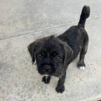 Cooper -  Terrier and Pug Dog for Adoption in Phoenix, Arizona - Cooper | PetCurious