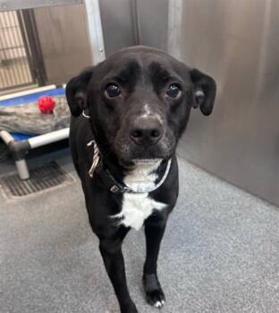 Rescue Mixed Breed Dogs for Adoption in Dallas, Texas - ARCHER | PetCurious