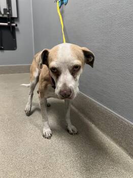 LOUIE -  Pit Bull Terrier Dog for Adoption in Las Vegas, Nevada - LOUIE | PetCurious
