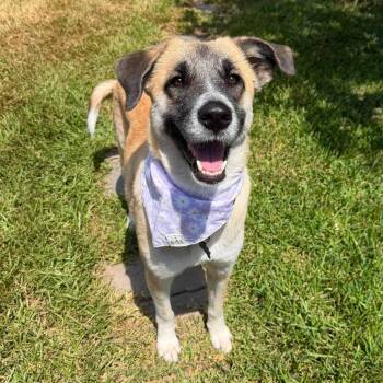 Roo -  Anatolian Shepherd Dog for Adoption in Houston, Texas - Roo | PetCurious