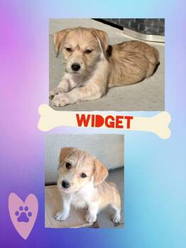 Widget -  Mixed Breed Dog for Adoption in Chino Valley, Arizona - Widget | PetCurious