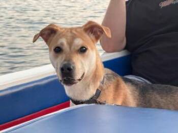 Mika -  German Shepherd Dog Dog Available for Adoption in Roswell, Georgia - Mika | PetCurious