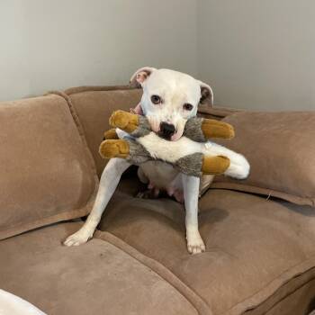 Pit Bull Terrier Dogs Available for Adoption - Amira | PetCurious