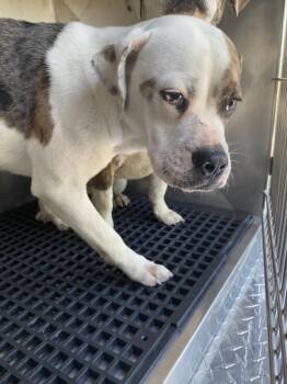 Mixed Breed Dogs Available for Adoption in Dallas, Texas - MANNY | PetCurious