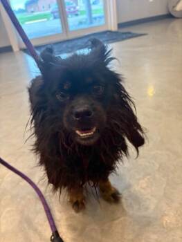 Rescue Pekingese and Mixed Breed Dogs for Adoption in Georgetown, Ohio - Shorty | PetCurious